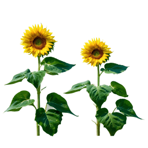 Sunflower Field Sunrise PNG 05252024 PNG