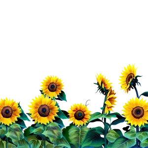 Sunflower Field Transparent Png 50 PNG Image