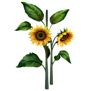 Sunflower Field Transparent Png Bvh91 PNG Image