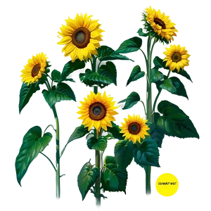 Sunflower Field Tumblr Png 06112024 PNG Image