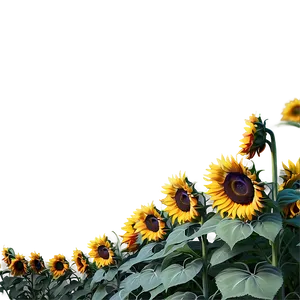 Sunflower Field Tumblr Png Olw PNG Image