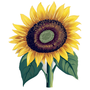 Sunflower Graphic Transparent PNG 65 PNG