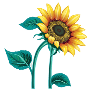 Sunflower Graphic Transparent PNG eid85 PNG