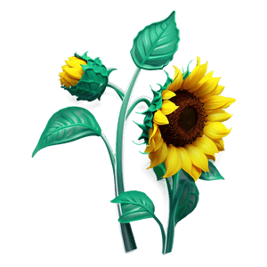 Sunflower Illustration PNG 05032024 PNG image with transparent background