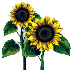 Sunflower Illustration PNG 75 PNG image with transparent background