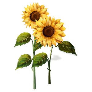 Sunflower Illustration PNG 76 PNG image with transparent background