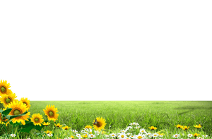 Meadow Greenscape PNG Transparent Image PNG image with transparent background