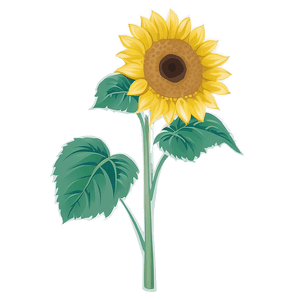 Sunflower Outline Transparent PNG 1 PNG