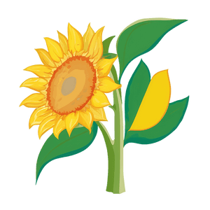 Sunflower Outline Transparent PNG jcv PNG
