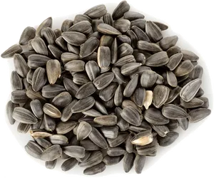 Sunflower Seeds Pile Isolated PNG Image