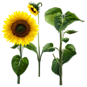 Sunflower Silhouette Transparent PNG 61 PNG