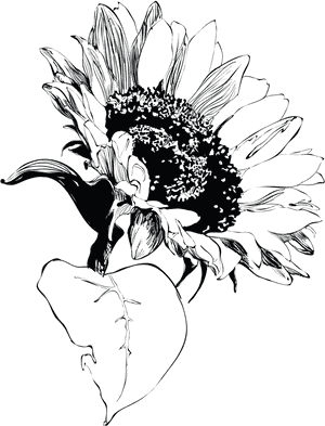 Transparent Sunflower Clipart Black And White - Sunflower, HD Png Download PNG