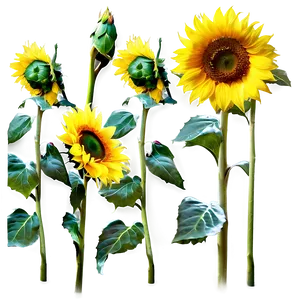 Sunflower Stem Png Bbq PNG Image