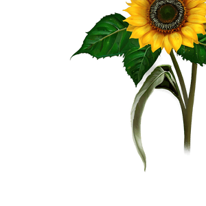 Sunflower Transparent Background PNG dio PNG