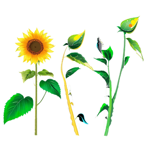 Sunflower Transparent Background PNG jgw PNG