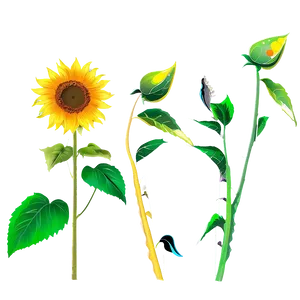 Sunflower Transparent Background Png Jgw PNG Image