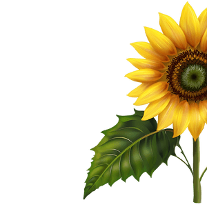 Sunflower Transparent Background PNG uaj PNG