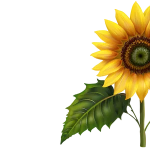 Sunflower Transparent Background Png Uaj PNG Image