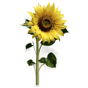 Sunflower Transparent PNG 96 PNG