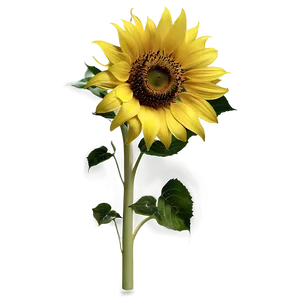 Sunflower Transparent Png 96 PNG Image