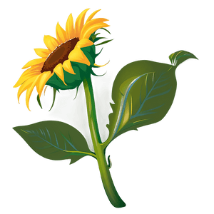 Sunflower Vector Transparent PNG 05262024 PNG