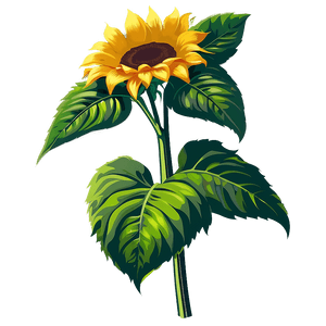 Sunflower Vector Transparent PNG nbv69 PNG