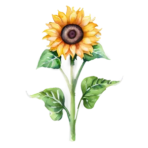 Sunflower Watercolor Decorative Element Png Kgo80 PNG Image