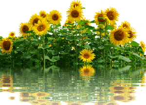 Sunflowers_ Reflecting_on_ Water PNG with transparent background
