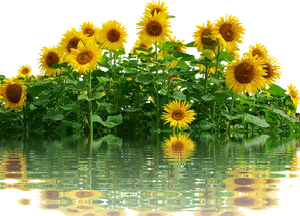 Sunflowers_ Reflecting_on_ Water PNG Image