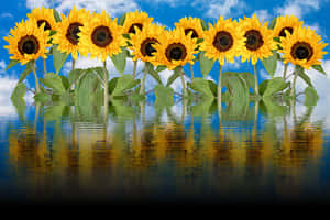 Sunflowers Reflection Water Sky PNG with transparent background