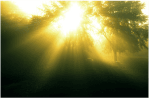 Sunlight Through Mistin Forest PNG image with transparent background