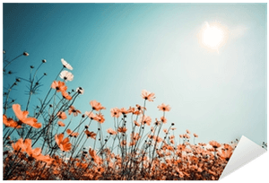 Sunlit Flower Field Sky PNG image with transparent background