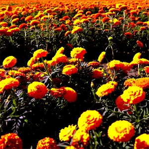 Sunny Marigold Field Png Ykv76 PNG Image