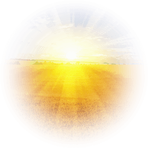 Sunrise Over Golden Field PNG image with transparent background