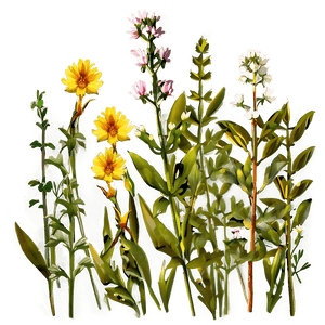 Sunset Over Wildflowers PNG nkq64 PNG with transparent background