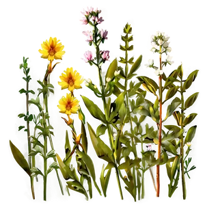 Sunset Over Wildflowers Png Nkq64 PNG Image