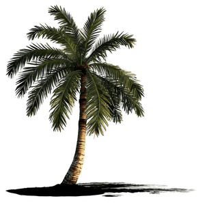 Sunset Palm Tree PNG fvj PNG image with transparent background