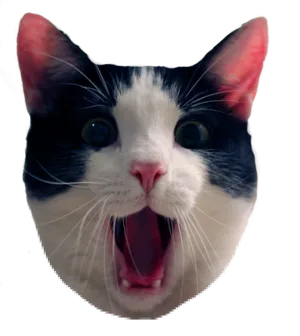 Surprised Blackand White Cat Meme PNG Image