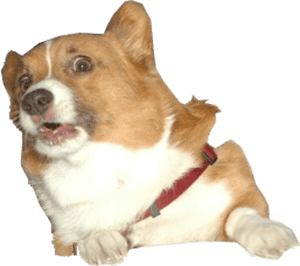 Surprised Corgi Dog - Corgi Dog Transparent, HD Png Download PNG with transparent background