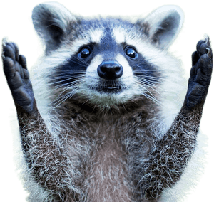 Raccoon Png Image - Raccoon Baby, Transparent Png PNG image with transparent background