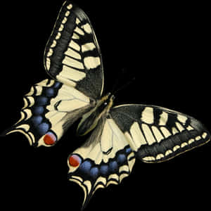 Swallowtail Butterflyon Black Background PNG image with transparent background
