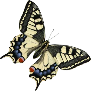 Swallowtail Butterflyon Black Background PNG Image