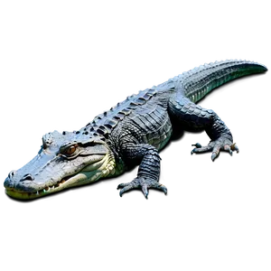 Swamp Alligator Alert Png Jam PNG Image