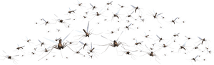 Mosquito Png Download Image - Pigeons And Doves, Transparent Png PNG image with transparent background
