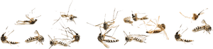 Dead Mosquitoes Png, Transparent Png PNG image with transparent background
