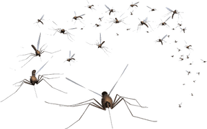 Mosquito Control, HD Png Download PNG image with transparent background