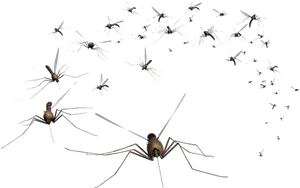 Swarmof Mosquitoes Transparent Background PNG Image