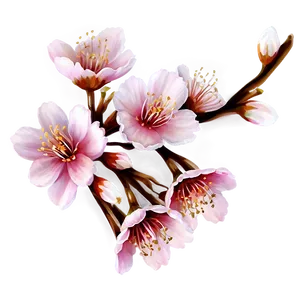 Sweet Cherry Blossom Png 06252024 PNG Image