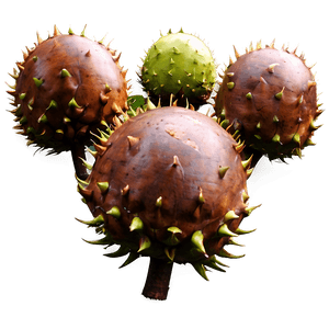 Sweet Chestnut PNG vls7 PNG with transparent background