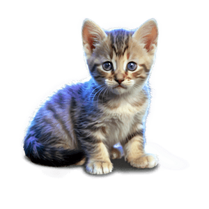 Sweet Kitten PNG ler PNG image with transparent background